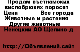 Продам въетнамских вислобрюхих поросят › Цена ­ 2 500 - Все города Животные и растения » Другие животные   . Ненецкий АО,Щелино д.